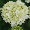 Hortensia - Hydrangea Macrophylla Sœur Thérèse -Jardin Plantes Boutique Hydrangea macrophylla Soeur Therese 82569 1