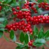 Houx Verticillé Femelle Maryland Beauty - Ilex Verticillata -Jardin Plantes Boutique Ilex verticillata Maryland Beauty 15381 1