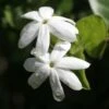 Jasmin Officinal - Jasminum Officinale Affinis -Jardin Plantes Boutique Jasmin blanc officinal Jasminum officinale Affinis copyright 1010792 1