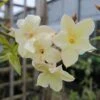 Jasminum Officinale Clotted Cream - Jasmin Parfumé 2 Jasminum Officinale Clotted Cream - Jasmin Parfumé -Jardin Plantes Boutique Jasminum officinale Clotted Cream 68151 1