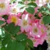 Rosier Liane Kew Rambler -Jardin Plantes Boutique KEW RAMBER 857912 1