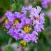 Lagerstroemia Indica Cordon Bleu - Lilas Des Indes Bleu Lavande -Jardin Plantes Boutique Lagerstroemia indica Cordon bleu copyright 78173611 1
