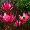 Leucadendron Fireglow -Jardin Plantes Boutique Leucadendron Fireglow 83362 1