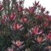 Leucadendron Safari Sunset -Jardin Plantes Boutique Leucadendron Safari Sunset 83363 1