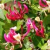 Chèvrefeuille Grimpant - Lonicera Periclymenum Fragrant Cloud® 1 Chèvrefeuille Grimpant - Lonicera Periclymenum Fragrant Cloud® -Jardin Plantes Boutique Lonicera Fragrant Cloud 681453 1