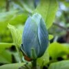 Magnolia Acuminata Blue Baby -Jardin Plantes Boutique Magnolia acuminata Blue Baby IF 17923 1
