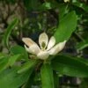 Magnolia Virginiana Glauca - Magnolia De Virginie -Jardin Plantes Boutique Magnolia virginiana Glauca 84172 1