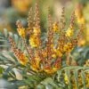 Mahonia Volcano -Jardin Plantes Boutique Mahonia Volcano copyright 16583 1