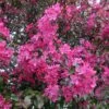 Pommier D'ornement - Malus Royalty -Jardin Plantes Boutique Malus Royalty 87295 1