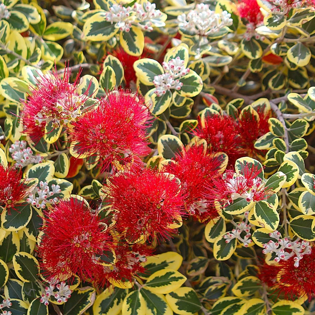 Metrosideros Kermadecensis Sunninghill 3 Metrosideros Kermadecensis Sunninghill