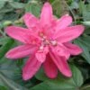 Passiflore Insignis Pink Passion - Fleur De La Passion -Jardin Plantes Boutique Passiflore insignis Pink Passion 681331 1