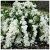 Seringat - Philadelphus White Rock (Pekphil) 1 Seringat - Philadelphus White Rock (Pekphil) -Jardin Plantes Boutique Philadelphus White Rock Pekphil 84194 1