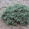 Epicea Bleu - Picea Pungens Waldbrunn -Jardin Plantes Boutique Picea pungens Waldbrunn 0717002 1