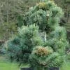 Pinus Parviflora Negishi - Pin Blanc Japonais -Jardin Plantes Boutique Pinus parviflora Negishi Pin blanc japonais copyright 8894911 1