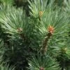 Pinus Sylvestris Watereri - Pin Sylvestre -Jardin Plantes Boutique Pinus sylvestris Watereri 84210 1