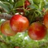 Pluot Flavor Candy - Prunus Pluot 1 Pluot Flavor Candy - Prunus Pluot -Jardin Plantes Boutique PluotFlavor Candy 79215 1