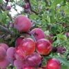 Pluot Pink Candy - Prunus Pluot 2 Pluot Pink Candy - Prunus Pluot -Jardin Plantes Boutique PluotPink Candy 78217 1