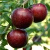 Pluot Purple Candy - Prunus Pluot -Jardin Plantes Boutique PluotPurple Candy 79221 1