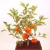 Pommier Nain Garden Sun Red 2 Pommier Nain Garden Sun Red -Jardin Plantes Boutique Pommier nain Garden Sun Red 78322 1