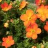 Potentilla Fruticosa Orangissima - Potentille Arbustive -Jardin Plantes Boutique Potentilla fruticosa Orang issima copyright 1008121 1
