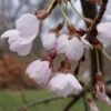 Cerisier à Fleurs Pleureur - Prunus Yedoensis Shidare Yoshino 1 Cerisier à Fleurs Pleureur - Prunus Yedoensis Shidare Yoshino -Jardin Plantes Boutique Prunus yedoensis Shidare Yoshino 84239 1