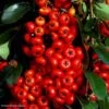 Pyracantha SAPHYR Rouge - Buisson Ardent -Jardin Plantes Boutique Pyracantha SAPHYR Rouge 84242 1