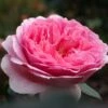 Rosier David Austin Princess Alexandra Of Kent -Jardin Plantes Boutique Rosier Anglais Princess Alexandra of Kent 66549 1