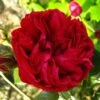 Rosier Grimpant Red Eden Rose 2 Rosier Grimpant Red Eden Rose -Jardin Plantes Boutique Rosier Grimpant a grandes fleurs Red Eden Rose EricTabarly 71279 1