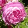 Rosier Ancien La Reine Victoria -Jardin Plantes Boutique Rosier La Reine Victoria 71269 1