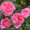 Rosier à Grandes Fleurs La Rose De Molinard -Jardin Plantes Boutique Rosier La Rose de Molinard delgrarose 847172 1