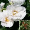 Rosier Savoranova White -Jardin Plantes Boutique Rosier SAVORANOVA White 889100 1