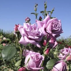 Rosier à Grandes Fleurs Mamy Blue