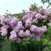 Rosier Liane Blush Rambler - Rose Ancienne 2 Rosier Liane Blush Rambler - Rose Ancienne -Jardin Plantes Boutique Rosier ancien Blush Rambler 81566 1