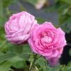 Rosier Ancien Mrs John Laing -Jardin Plantes Boutique Rosier ancien Mrs John Laing 84559 1