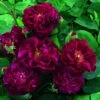 Rosier Ancien Tuscany Superb -Jardin Plantes Boutique Rosier ancien Tuscany 66559 1