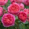Rosier David Austin Boscobel -Jardin Plantes Boutique Rosier anglais Boscobel 66533 1
