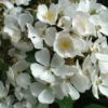 Rosier Arbustif White Magic -Jardin Plantes Boutique Rosier arbustif White Magic IF 18663 1
