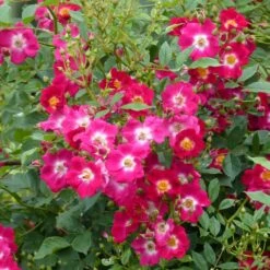 Rosier Grimpant Libertas