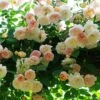 Rosier Grimpant Treasure Trove -Jardin Plantes Boutique Rosier grimpant Treasure Trove en racines nues 85214 1