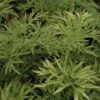 Sureau Noir - Sambucus Nigra Golden Tower -Jardin Plantes Boutique Sambucus nigra Golden Tower 81306 1