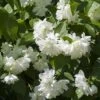 Seringat Minnesota Snowflake - Philadelphus Virginalis -Jardin Plantes Boutique Seringat Minnesota Snowflake Philadelphus virginalis copyright 1007542 2