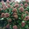 Skimmia Japonica Pink Dwarf 1 Skimmia Japonica Pink Dwarf -Jardin Plantes Boutique Skimmia japonica Pink Dwarf 100857 1