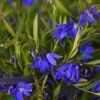 Sollya Heterophylla Ultra Blue -Jardin Plantes Boutique Sollya heterophylla Ultra Blue 15427 1
