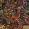 Sorbus Aucuparia Autumn Spire - Sorbier Des Oiseleurs -Jardin Plantes Boutique Sorbus aucuparia Autumn Spire 89243 1