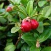 Canneberge - Cranberry - Vaccinium Macrocarpon -Jardin Plantes Boutique Vaccinium macrocarpon 78409 1