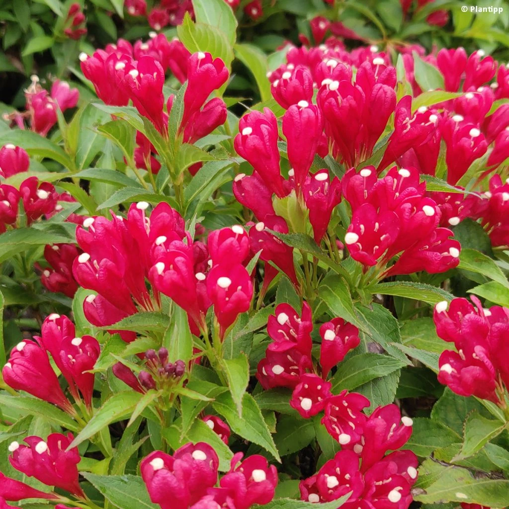 Weigela Picobella Rosso 3 Weigela Picobella Rosso