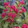 Weigela All Summer Red 2 Weigela All Summer Red -Jardin Plantes Boutique Weigelia All Summer Red 84476 1
