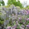 Glycine Japonaise - Wisteria Floribunda Macrobotrys De Belder -Jardin Plantes Boutique Wisteria floribunda Macrobotrys De Belder 1009542 1