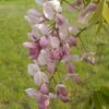 Wisteria Venusta Rosea - Glycine Du Japon -Jardin Plantes Boutique Wisteria venusta Rosea 82452 1