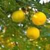 Yuzu - Citrus Junos -Jardin Plantes Boutique Yuzu Citrus junos 83268 1